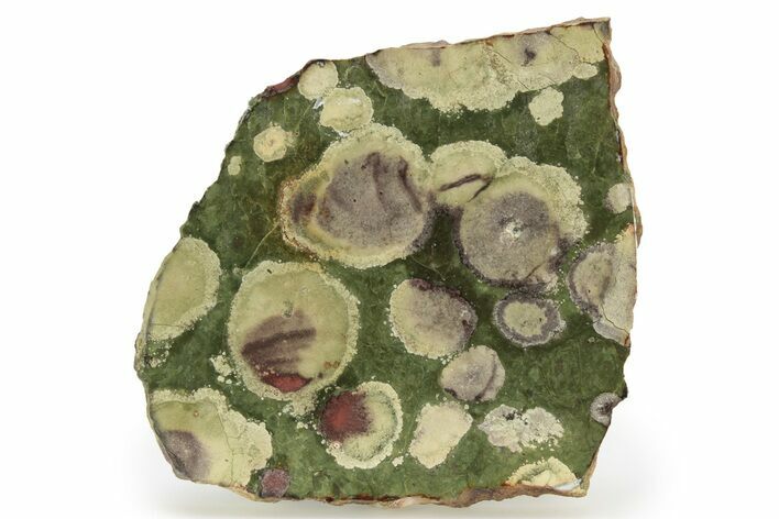 Polished Lily Pad Jasper Slab - Oregon #265627
